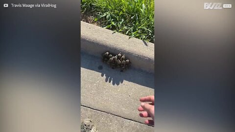 Guy lends ducklings a helping hand so they can reunite with mom