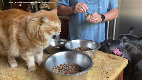 Cat Shares Breakfast With His Doggy Friends
