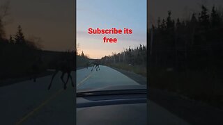 Moose on dash cam. moose on the loose #shorts