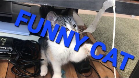 Funny cat