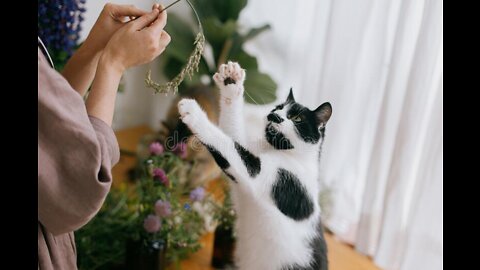 30 Tricks To Teach Your Cat