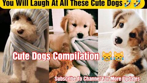 You will laugh at all the DOGS | Funny DOGS😹😹🐱
