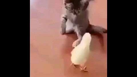 litlle cat and little chicken 🤣🤣 funny moments