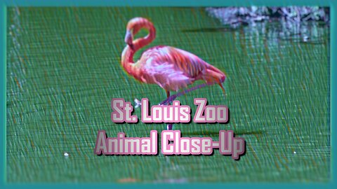 Animal Close-Ups at the FREE St. Louis Zoo