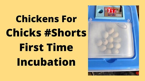 First Time Incubating Chicken Eggs Lockdown #Shorts