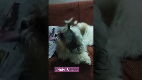 kitoo&cokie #dogslover #funnyvideo #shihtzu #cutedog #edits #dog #shortvideo