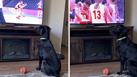 Patriotic pup really gets into the Olympics on TV