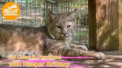 Big Cat Rescue LIVE Q&A with Brittany at Big Cat Rescue 03 06 2023
