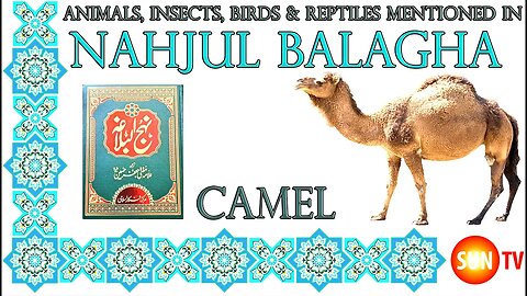Camel - Animals, Insects, Reptiles & Amphibians in Nahjul Balagha (Peak of Eloquence)#imamali
