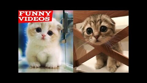 Funniest Cats 2021😹 - Don't try to hold back Laughter 😂 - Funny Cats Life Try Not To Laugh