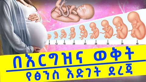 🐥የፅንስ እድገት ደረጃ በእርግዝና ወቅት// Fetal development during pregnancy and its precautions