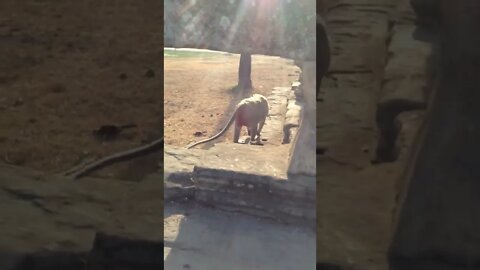 Monkey at Ankor Wat