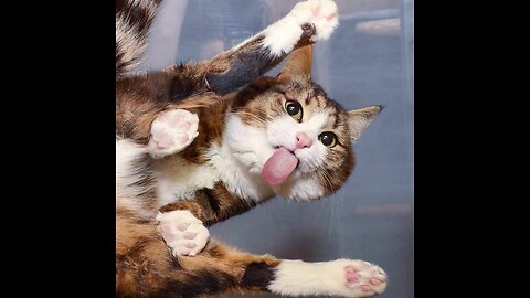 THE BEST CUTE AND FUNNY CAT VIDEOS OF 2023 (7)! 🐱