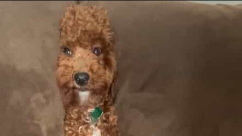 Dog plays hide-and-seek between sofa cushions