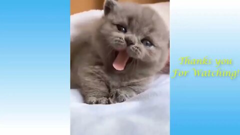 Cute Cats And Funny Dogs Videos Compilation