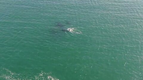 Drone footage of Orca Hunting Porpoise! Full Video!-2