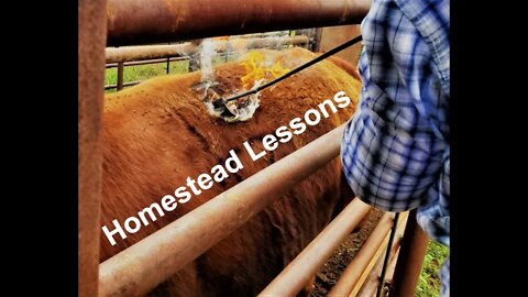 Lessons about Homesteading (In the Chute - Round 67)