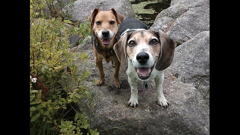 Clarabelle and Bandit