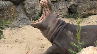 Crazy hippo appears to be eating sand