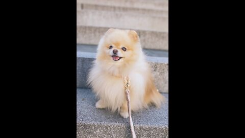 Mini Pomeranian & Funny Pomeranian