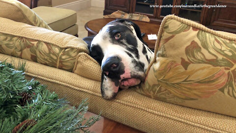Funny Great Dane Is Too Tired To Pester The Cat