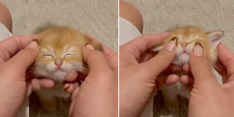 🐾😽 Sweet Serenity: Baby Cats Enjoying Gentle Massages 🌸🐈💤