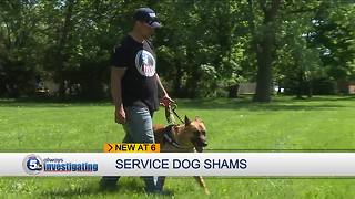 Minimal oversight leads to fake service dogs