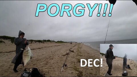 Fishing Sunken Meadow for Porgy! DEC sneaked up on us!💥💥