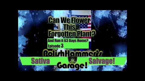 Sativa Salvage Ep 3 "Great Odin's Raven!" 🏁🦅🔧🔨🏎🔥🌳 #MAC1 #WEBBGRO #GEEKLIGHT #FLORAFLEX #VIVOSUN