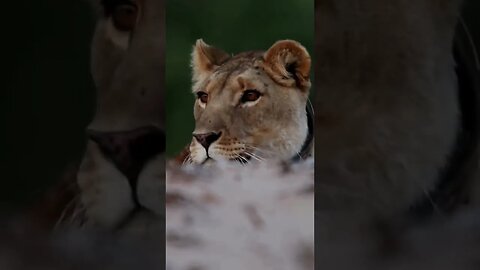 WILD AFRICA FILMS on a behind the scenes documentation of the long term conservation of desert lions