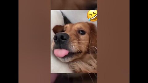Cute and funny animals video compilation 😂😂😂 part- 2