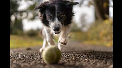 DOGS PLAYING WITH THE BALL