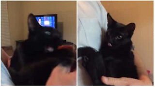 Kat går amok når han ser pepperoni