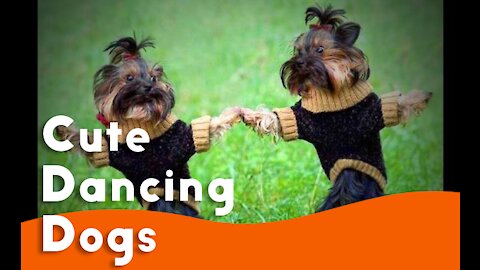 Cute Dancing Dogs COMPILATION Funny Video