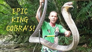 #kingcobra Worlds Biggest Snakes King Cobra! 🐍 #herps