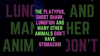 Discover Fascinating Animal Facts👀 #shorts #shortsfact #animalfacts #platypus #stomach