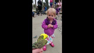 Toddler reacts to parakeet encounter at petting zoo