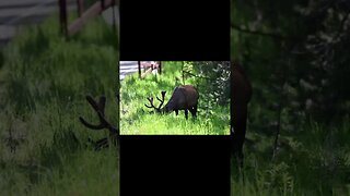 60 seconds of the wild animals we have seen along the way. From Montana to Arizona to Pennsylvania!