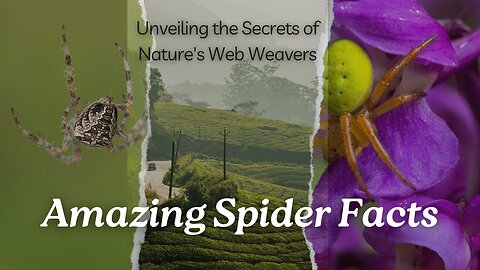 Amazing Spider Facts: Unveiling the Secrets of Nature's Web Weavers