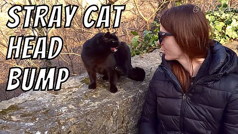 The Adorable Moment a Stray Cat Head Bumps Me for Attention