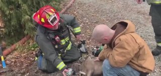Dog saved by firefighters