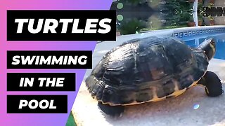 Turtles In The Pool 🔴 Tortugas En La Piscina - Exotic And Aquatic Turtles - Tortugas De Agua Fria