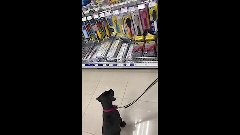 Little puppy barks at his reflection while at the store