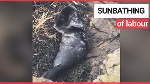 One-month-old seal pup rescued after being discovered sunbathing
