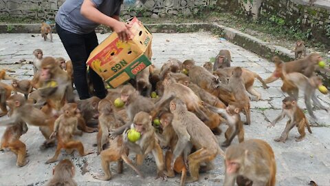 A group of monkey ate 45 lbs mangos in a second || feeding 45 lbs mangos to the group of monkeys