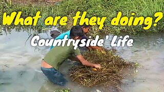 How they put bamboo fish trap to get fish, crab, ell, frog or snail?