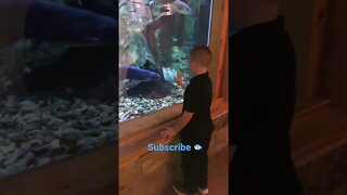 Curious 🐟😀#shorts #viral #tiktok #trending