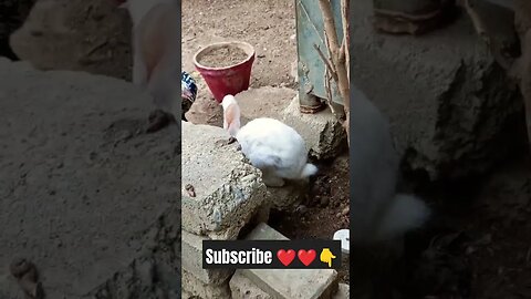 #july7 #rabbit #2019 #cute #dailyvideoblog #animal #automobileassociation