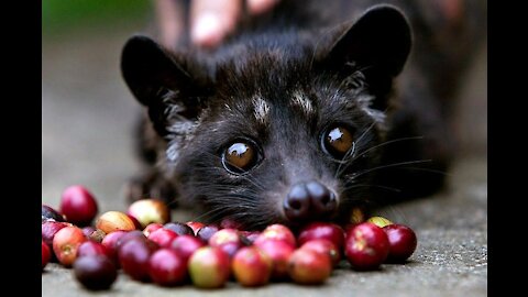 Most Expensive Coffee in the World - Luwak Coffee made from Cat Poop in Bali Indonesia