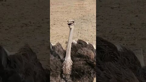 Cute ostriches [MUST SEE!] (check out original clip in description) #shorts